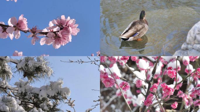 雪中樱花梅花公园有人赏花