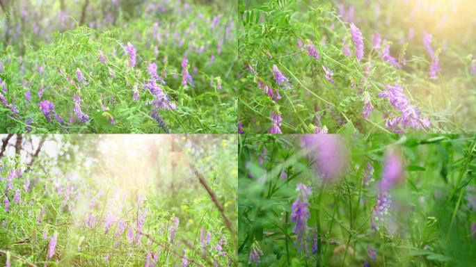 野扁豆花  紫色花朵 春天 苜蓿草