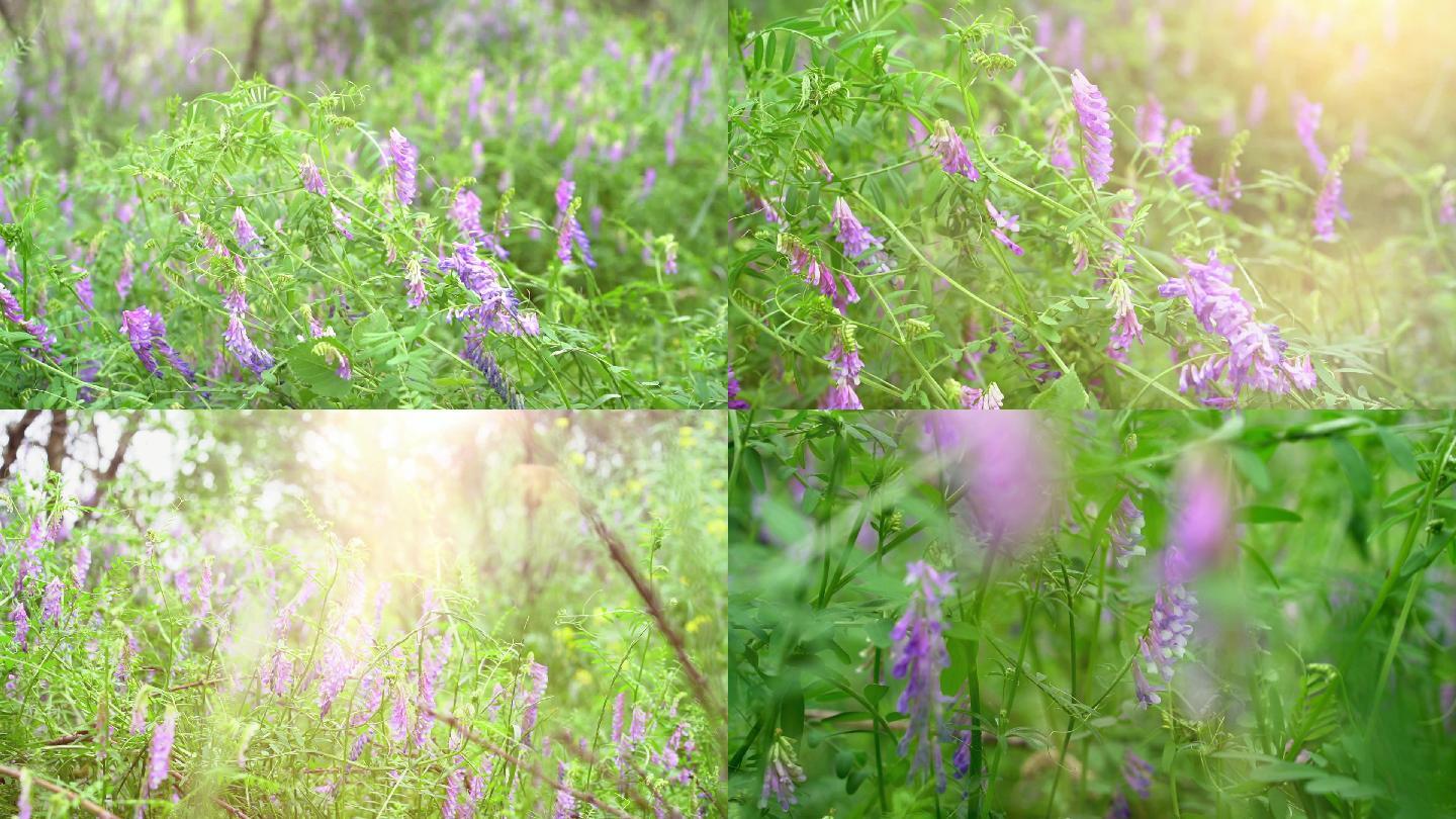 野扁豆花  紫色花朵 春天 苜蓿草