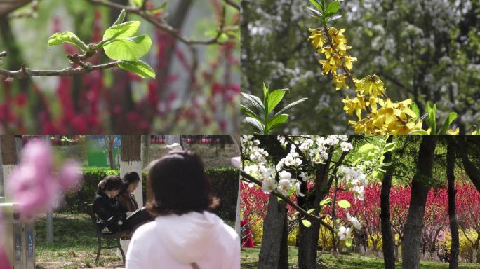 公园晨练春天游人健身打太极拳迎春花挑花