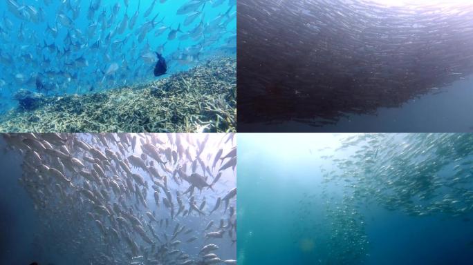 东南亚海底潜水鱼群风暴