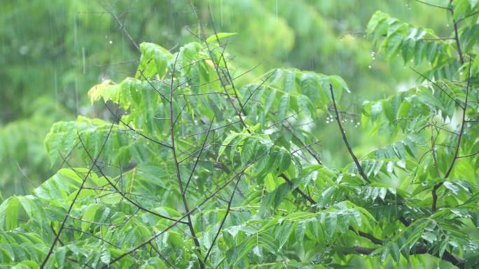 下雨天雨季树叶农作物淋雨