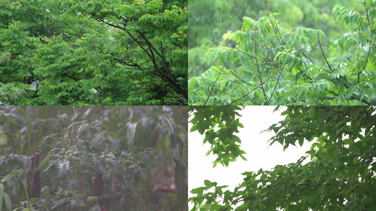 下雨天雨季树叶农作物淋雨