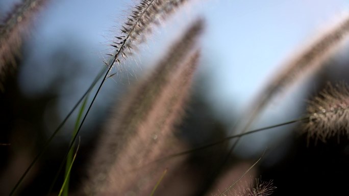 草地上的花朵在风中摇曳