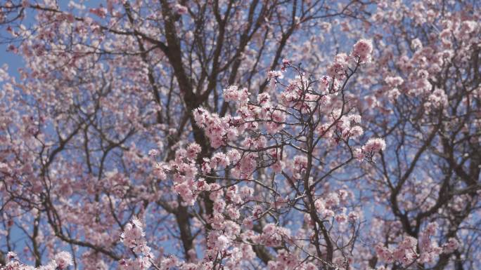 蓝天里的春花