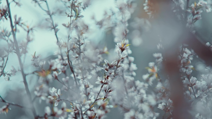 杏花 海棠花 苹果花 素材