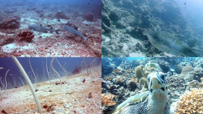 东南亚潜水海龟鲨鱼海洋生物