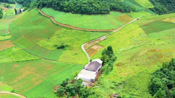 高山海拔党参以及药材种植地