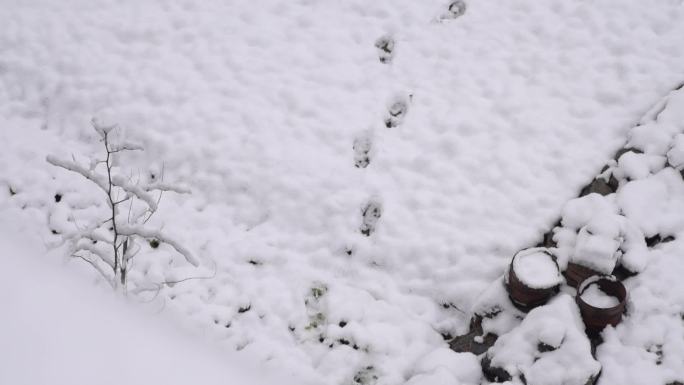 农村景区下雪雪花飘舞雪景景观4