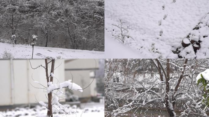 农村景区下雪雪花飘舞雪景景观4