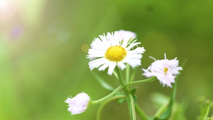 郊外的野花特写