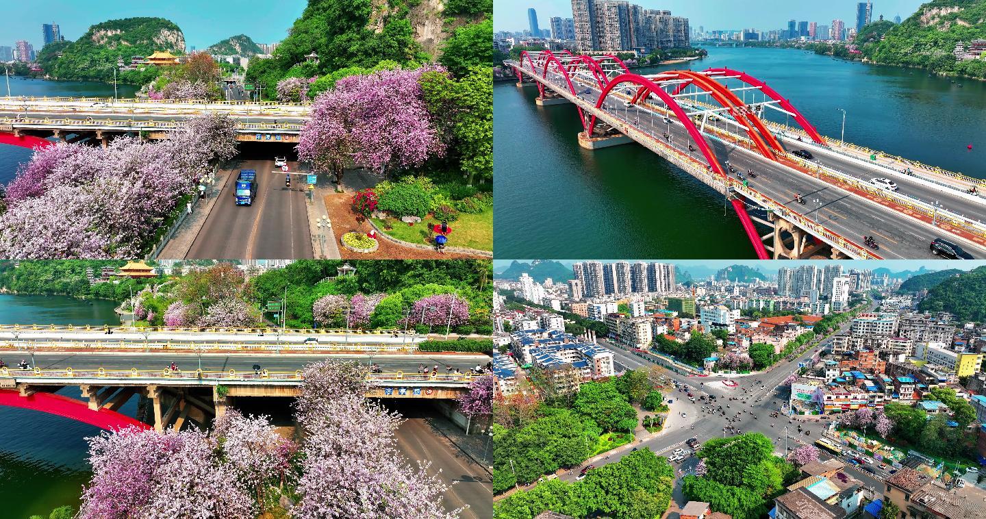 广西柳州文惠桥头紫荆花航拍及周边