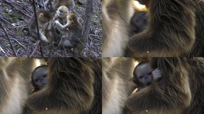 新出生的金丝猴幼崽4