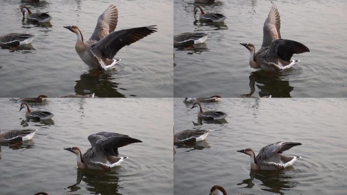 沈阳鸟岛大雁升格拍摄