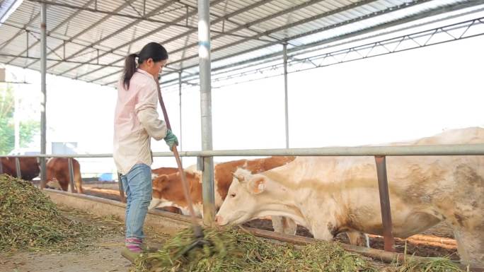 农村贫困户项目肉牛养殖基地