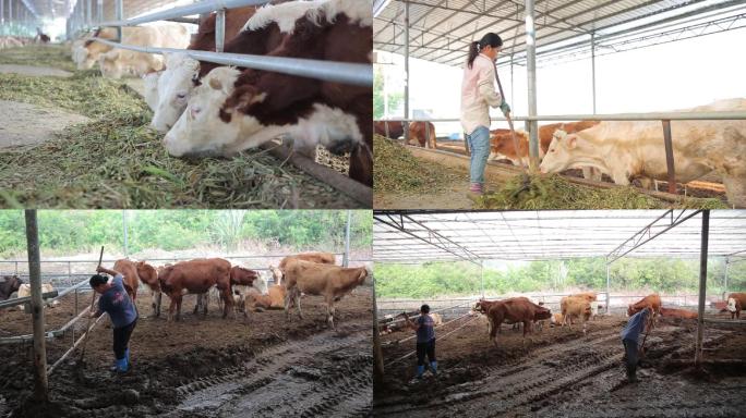 农村贫困户项目肉牛养殖基地