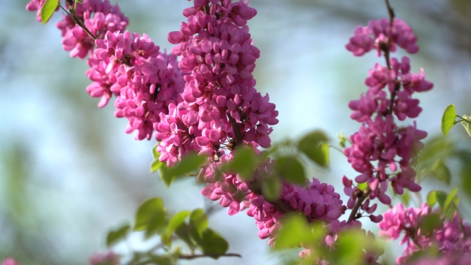 4K海棠花、紫薇花花空境素材