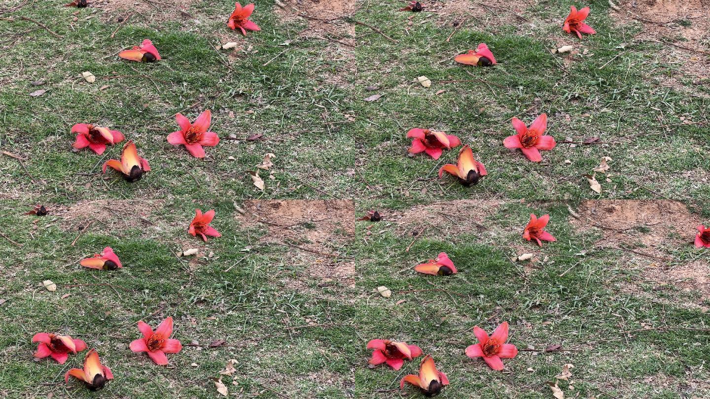 落在草地上的红木棉花