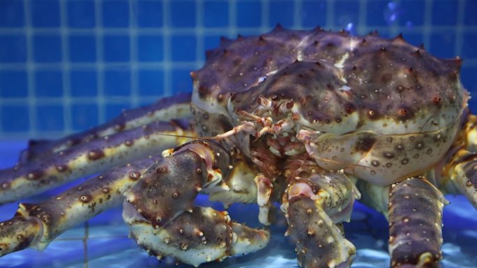 鱼池里的阿拉斯加蟹  皇帝蟹