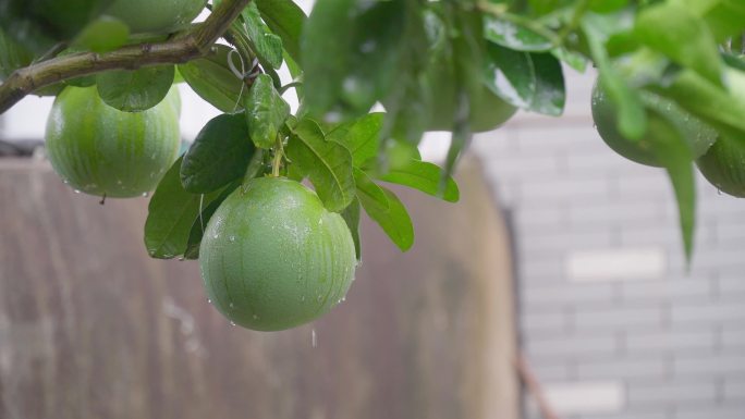 雨中柚子树