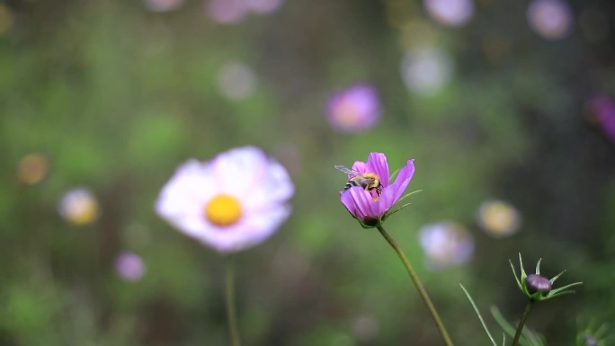 百瑞谷花草特写-SC0018