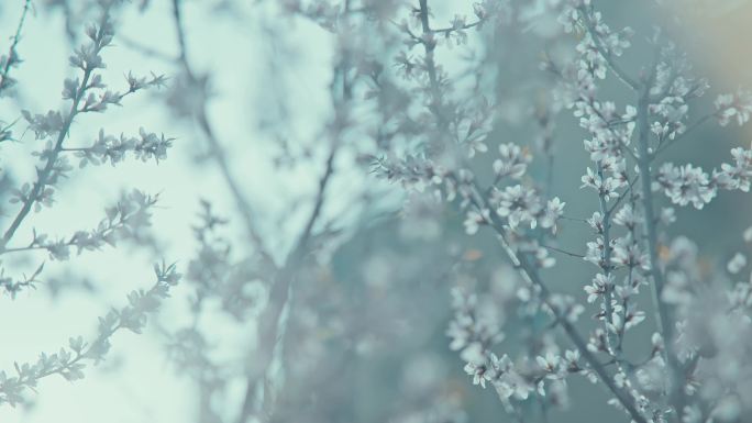 杏花 海棠花 苹果花 素材