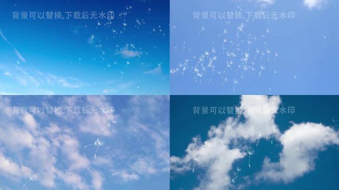 【4k】素材 毕业季蒲公英在蓝天上飘荡