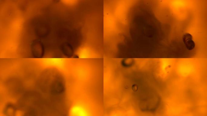 黄色背景血液动画细胞活动业态液体分析微观