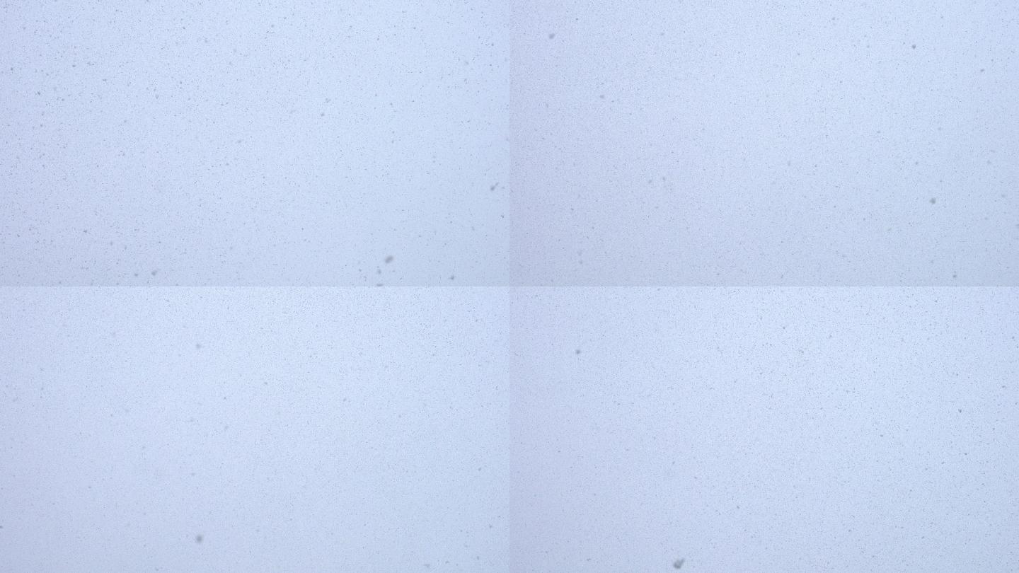 下雪粒子飘雪寒冷天气冬季小雪