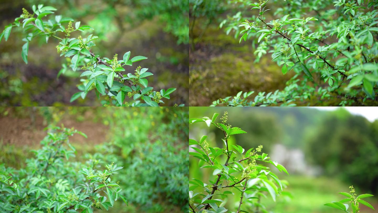 青花椒种植实拍