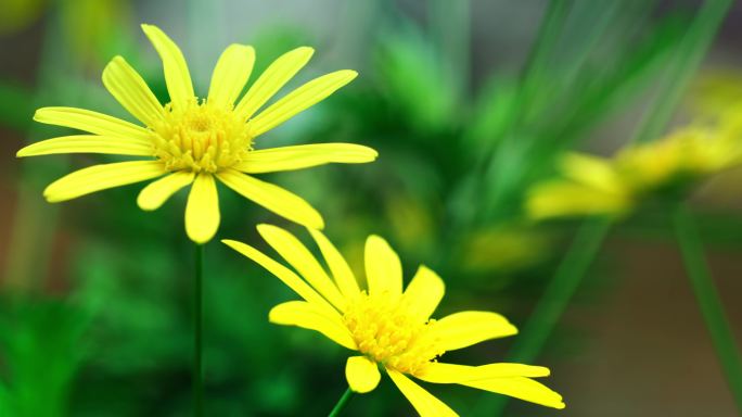 小菊花 杜鹃花  花 黄色小花 紫红色花