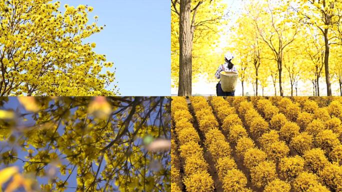 黄花风铃木高清视频