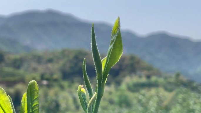 江南浙江绍兴诸暨茶山茶叶嫩芽特写原素材