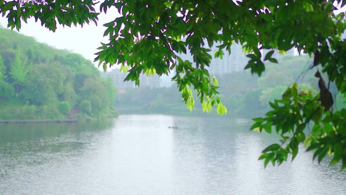 湖边春色水波荡漾树叶树枝