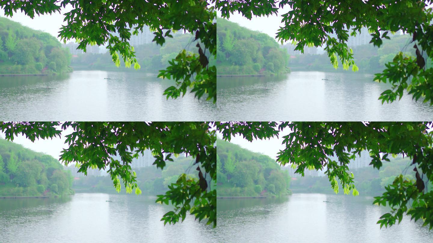 湖边春色水波荡漾树叶树枝