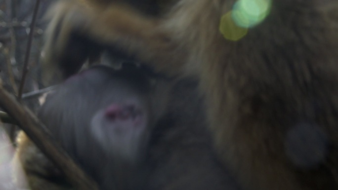 新出生的金丝猴幼崽5