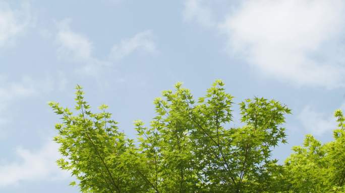 【4K】阳光树叶枫叶鸡爪槭蓝天白云时间
