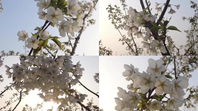 海棠果花鲜春天夕阳红白花鲜花早晨春暖花开