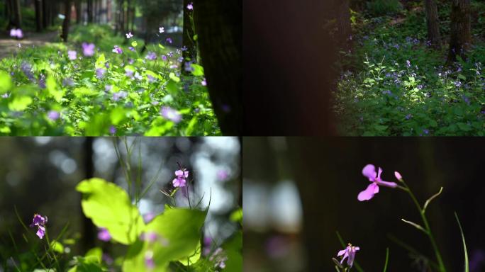 青春阳光森林花海