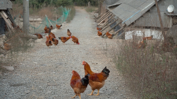 山中散养养鸡场