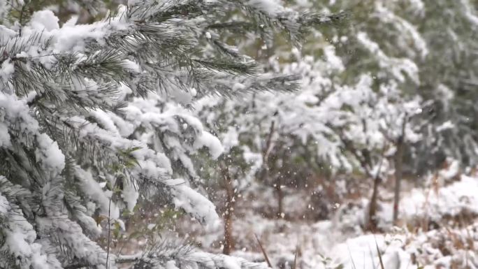 农村景区下雪雪花飘舞雪景景观