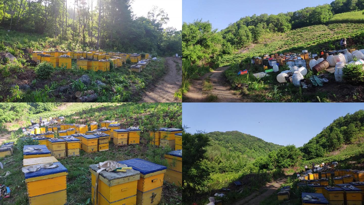 大山里养蜜蜂场地和帐篷