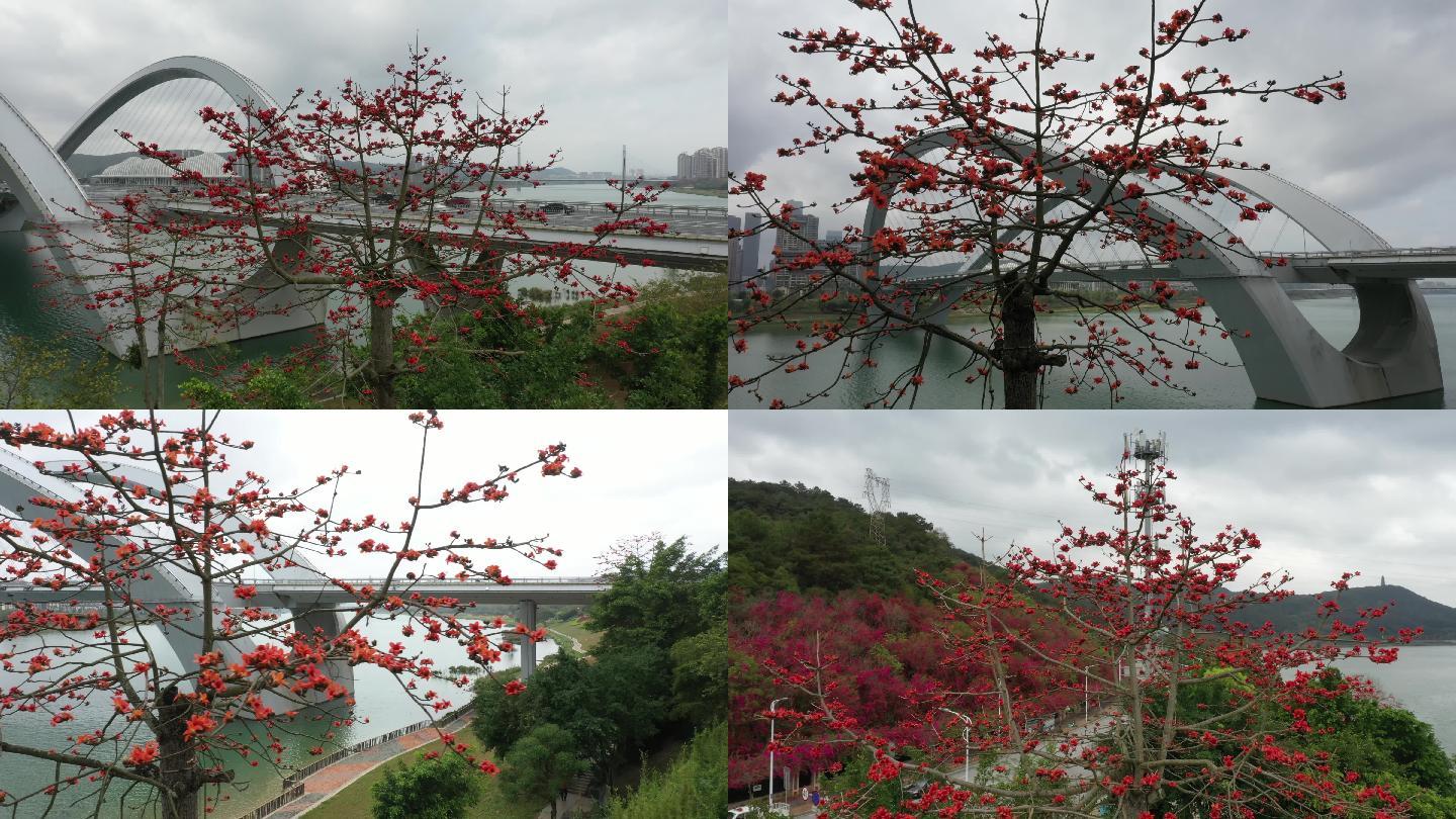 邕江畔，木棉花独秀春色
