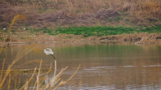 汶河里的水鸟白鹭