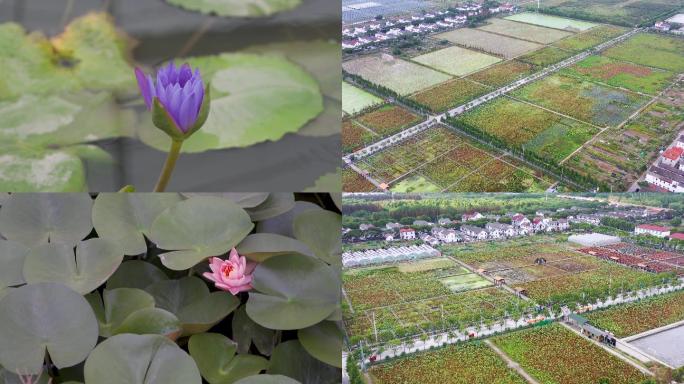 荷花种植基地