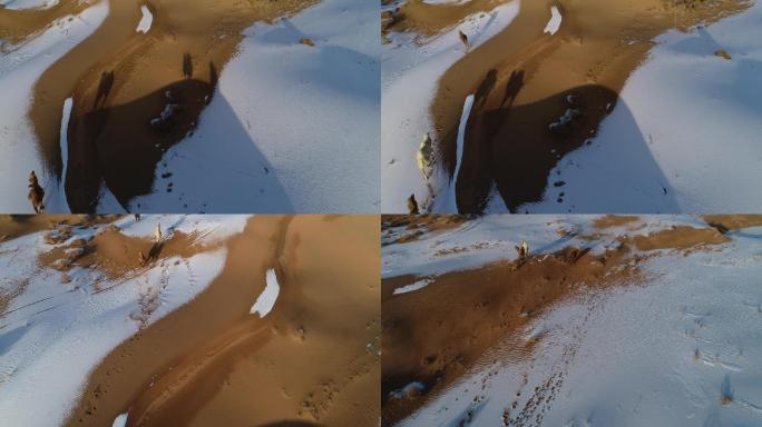 沙漠骆驼雪景