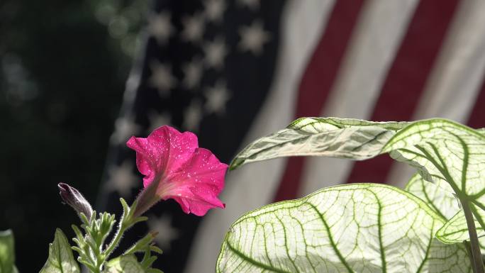 夏花与美国国旗|植物花卉叶脉光合作用