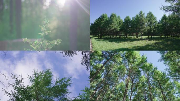 国家森林公园4K/草原树木6