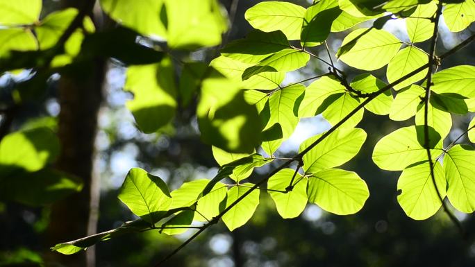 阳光下的自然背景树叶