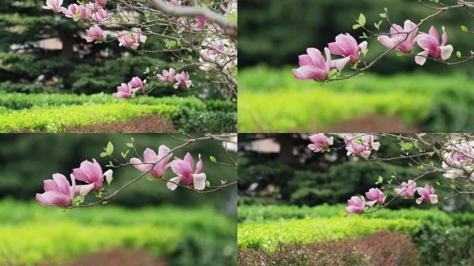 春天，粉色，玉兰花，北京春天